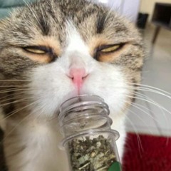 Mixtape Funky Chill - Meow x Haozi
