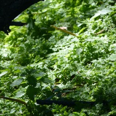 Problema De Empatiaaaa