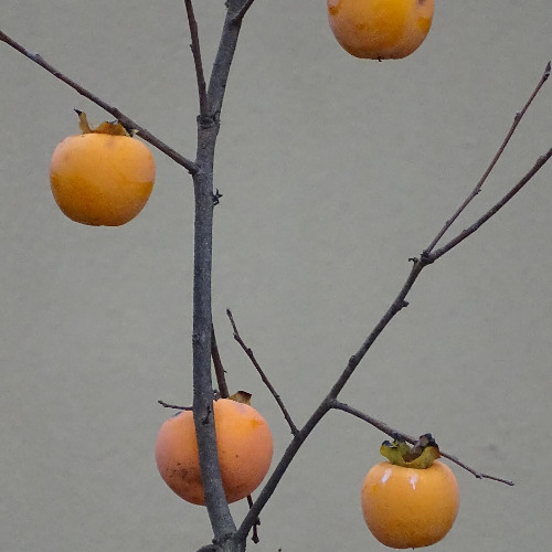 arpeggios are very selfish [new series] n*2