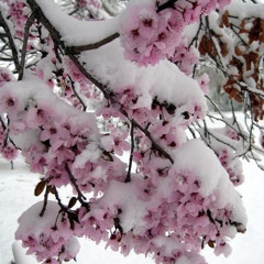 lol p. (pardonbenji)