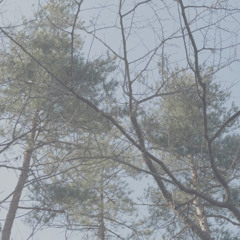 (SoJ 003) birds_tree_creaking_wind