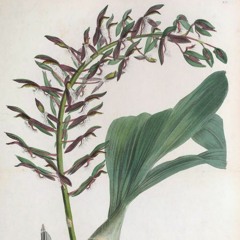 hk_fantaisies_tracks_388