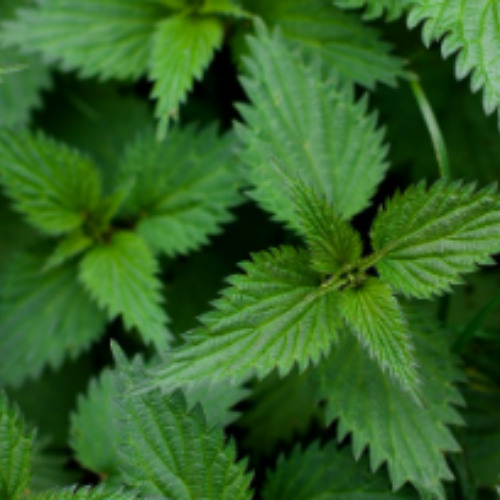swəl’wl’íqt - Stinging nettle