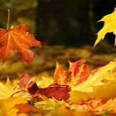 Autumn Leaves