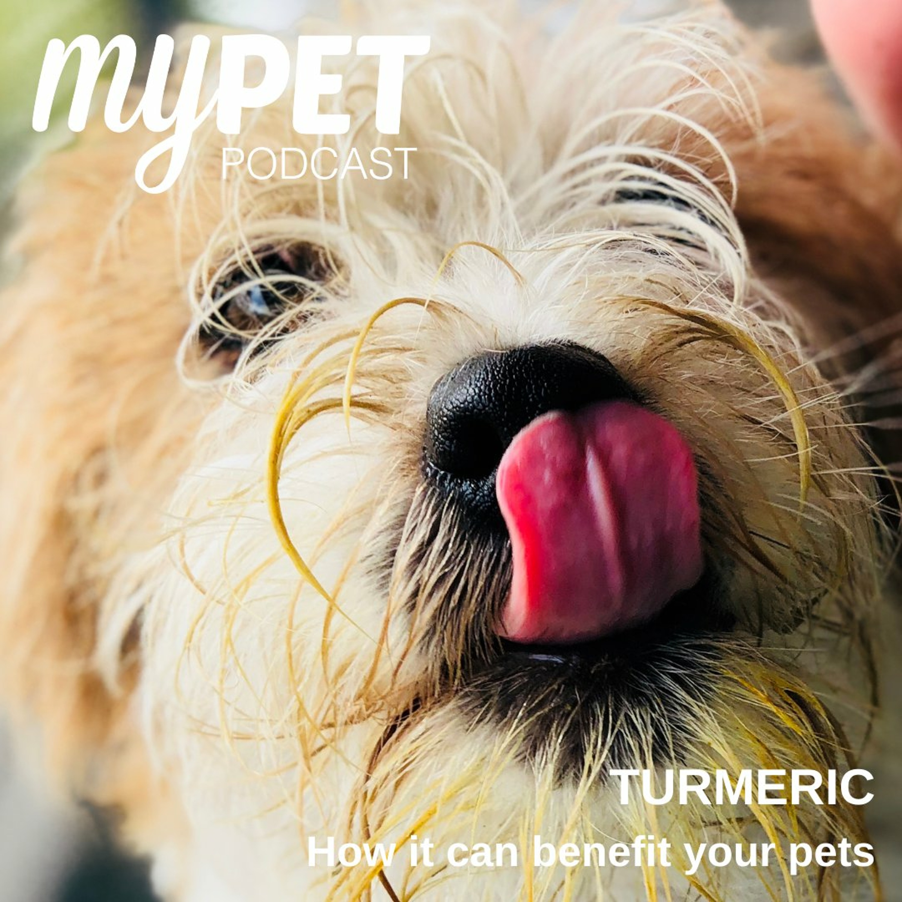 Turmeric; How to use it to benefit your pet episode artwork