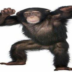 5 lil monky