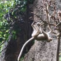 02 Monkey Yard Sess 12th TSP22