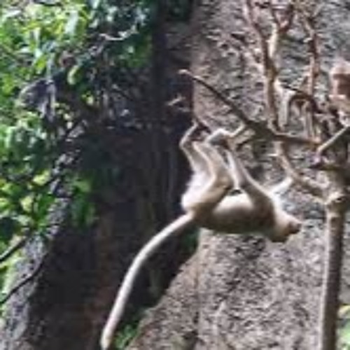 02 Monkey Yard Sess 12th TSP22