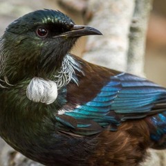 Fuck tfag yo (official diss track)