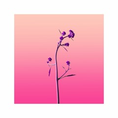 Orchid 蘭花 w/Lubi
