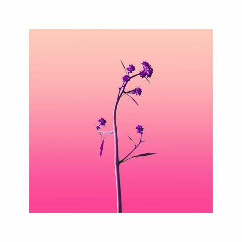 Orchid 蘭花 w/Lubi