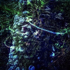 mycelium