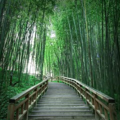 Bamboo Forest