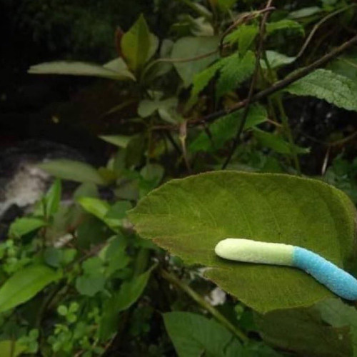 f_lok_9w_remix_with_low_octve_v5 27 03 2023