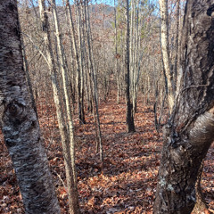 Ommie, Let Your Hair Hang Down