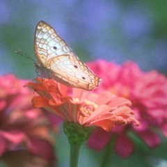 Mariposa