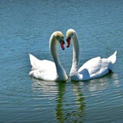 swansonthelake 🦢 (soldierfirstclass)