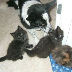 crazy robloxian #jerseyclub