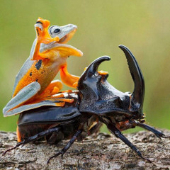 RiDE oR DiE