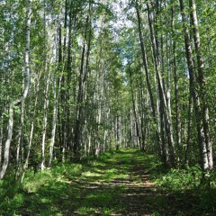 Morning Birdcalls (2) - 3rd September 2023 at 6.23am