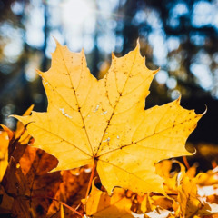 October_95 - autumn yellow leaves