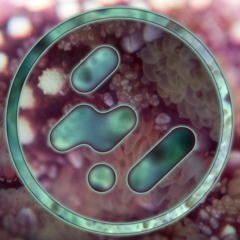 Replicants - Hawt Shot (wood093 Preview)