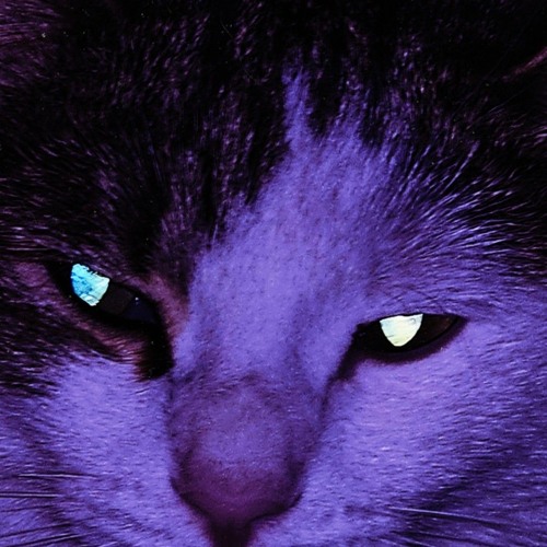 DP