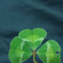 Hope