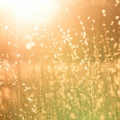 Field Journal Companion | Summer 2020