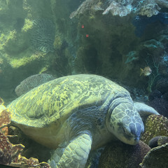 all beings bow to creation