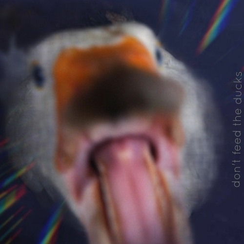 Don't Feed The Ducks