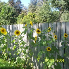 3713 (Xanny Phantom) & Lil Bo Weep - <3 (rare 2017)