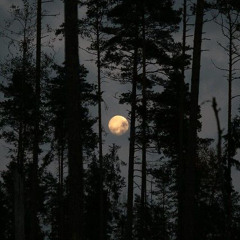 I can’t take it anymore-SCO sped up