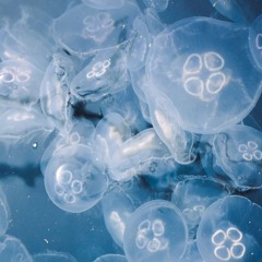 jellyfish 🪼