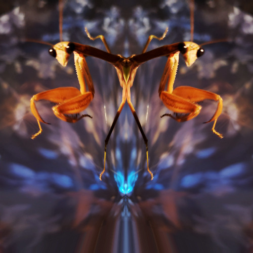 IN-Sect