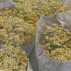 One Step Forward, Three Steps Back (cover)