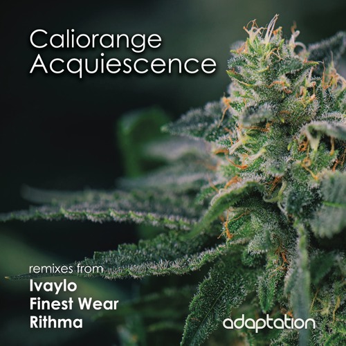 Caliorange - Acquiescence