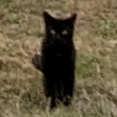 curly blue - haircut cover