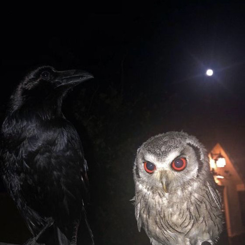 Volume 19 Sweet Lemonade