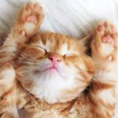 zai/Wuuvian - I Like Getting Fried (prod rari)