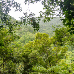 Riverside birding in Gawahon
