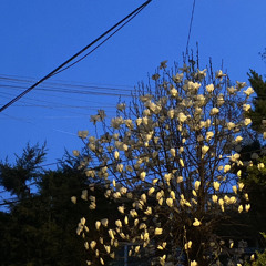 feels like autumn 가을 cover