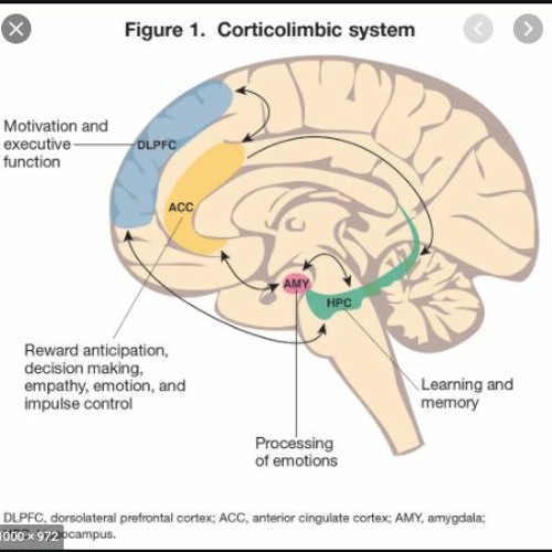 BORDERLINE BASS visual data 5