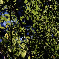 2025-06-15-TheDoctrineOfGodRevealedThroughChrist-Pt11a