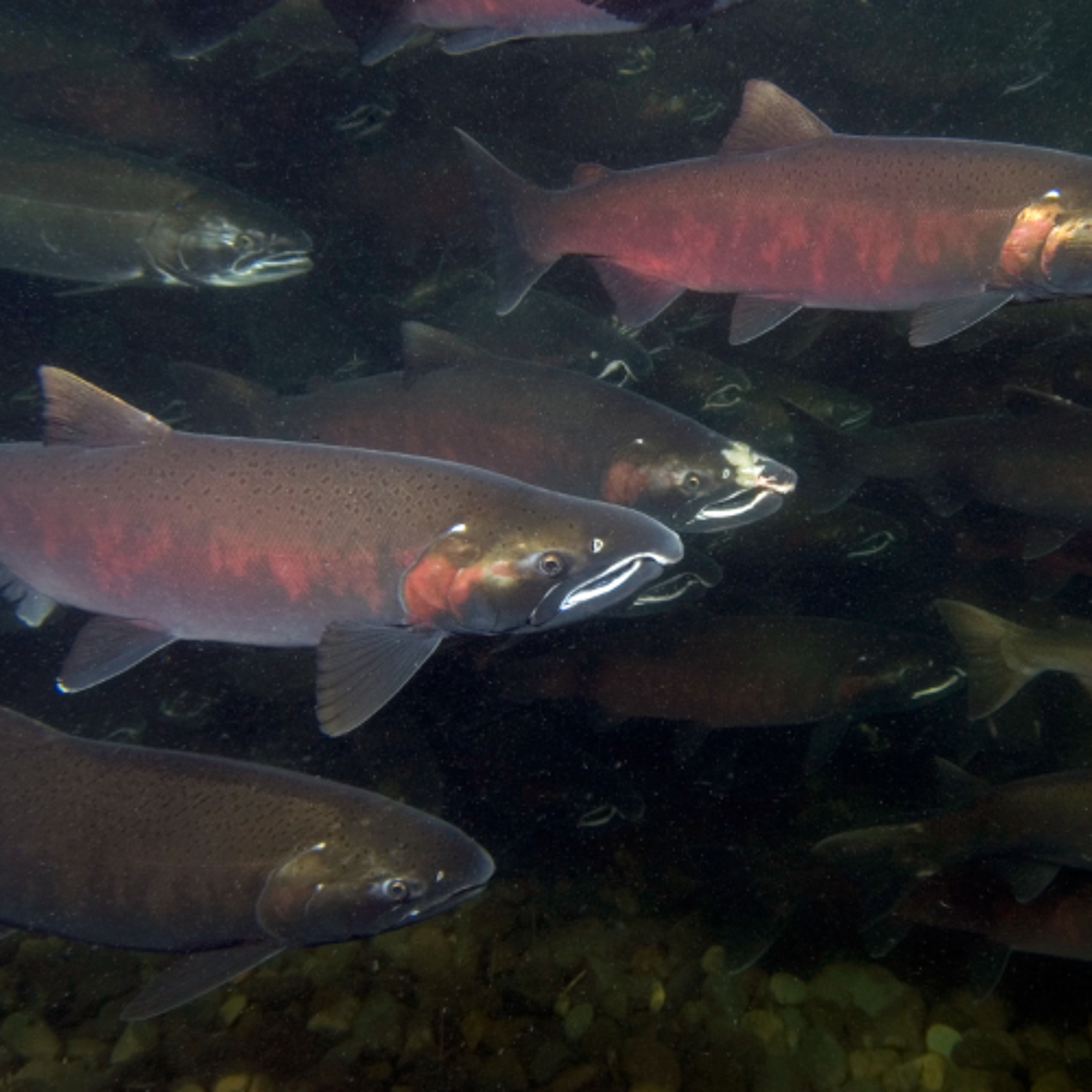 Explore Oregon Podcast: The state\'s most beautiful places and biggest issues