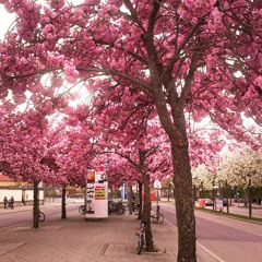 Pink Leaves