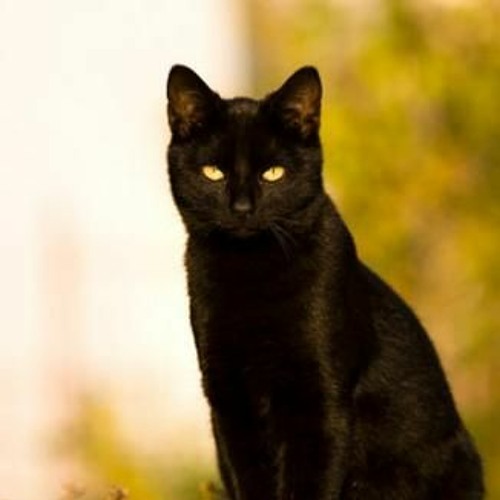Pusang Kalyeeaaaaah