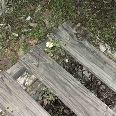 colibrí