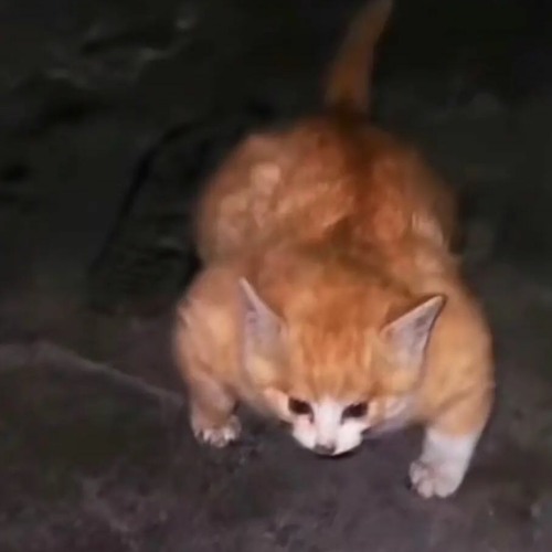 Stream Babytron (FT. My friends ex voicenote) - Jugg messiah 2 by lithium | Listen online for