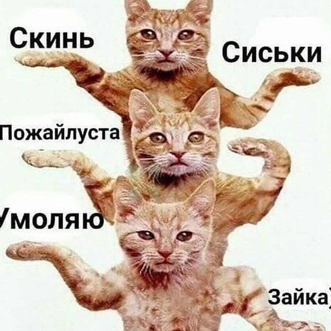 Кот танцует мем